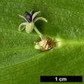 SpeciesSub: 'Trabzon'